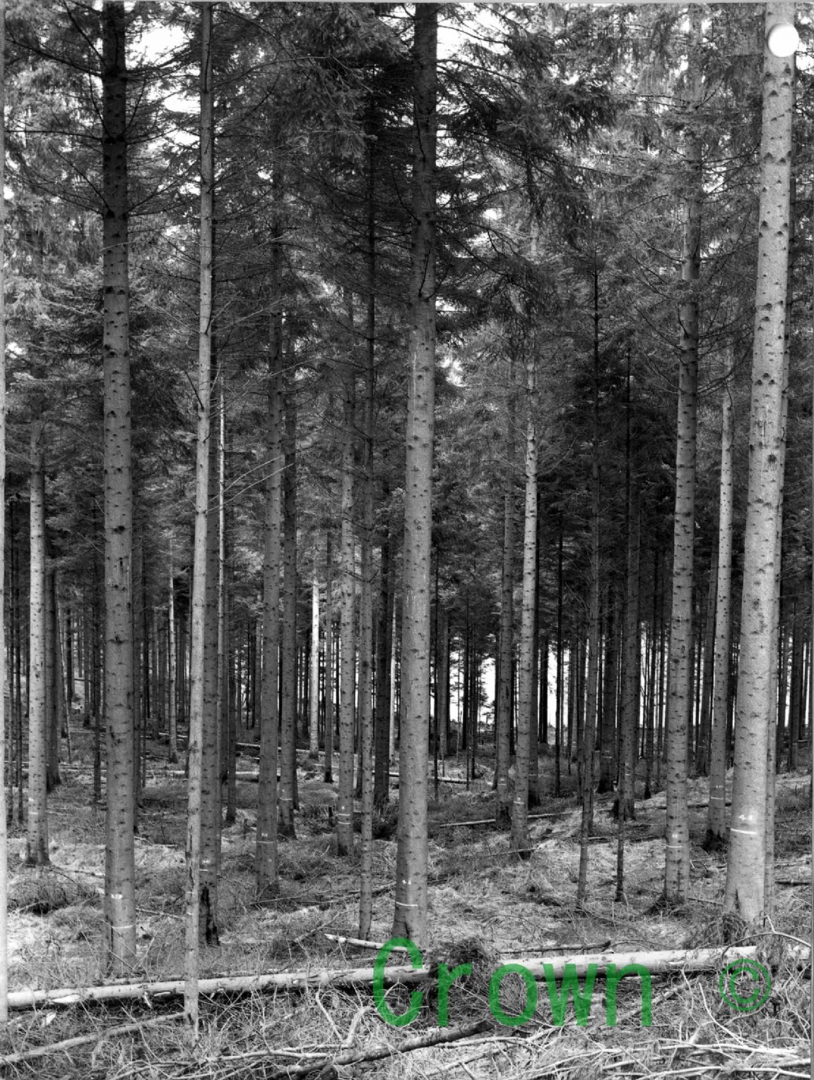 Drummond Hill Forest pruned trees