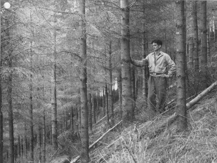 Portclair Forest &mdash; Norway spruce plot