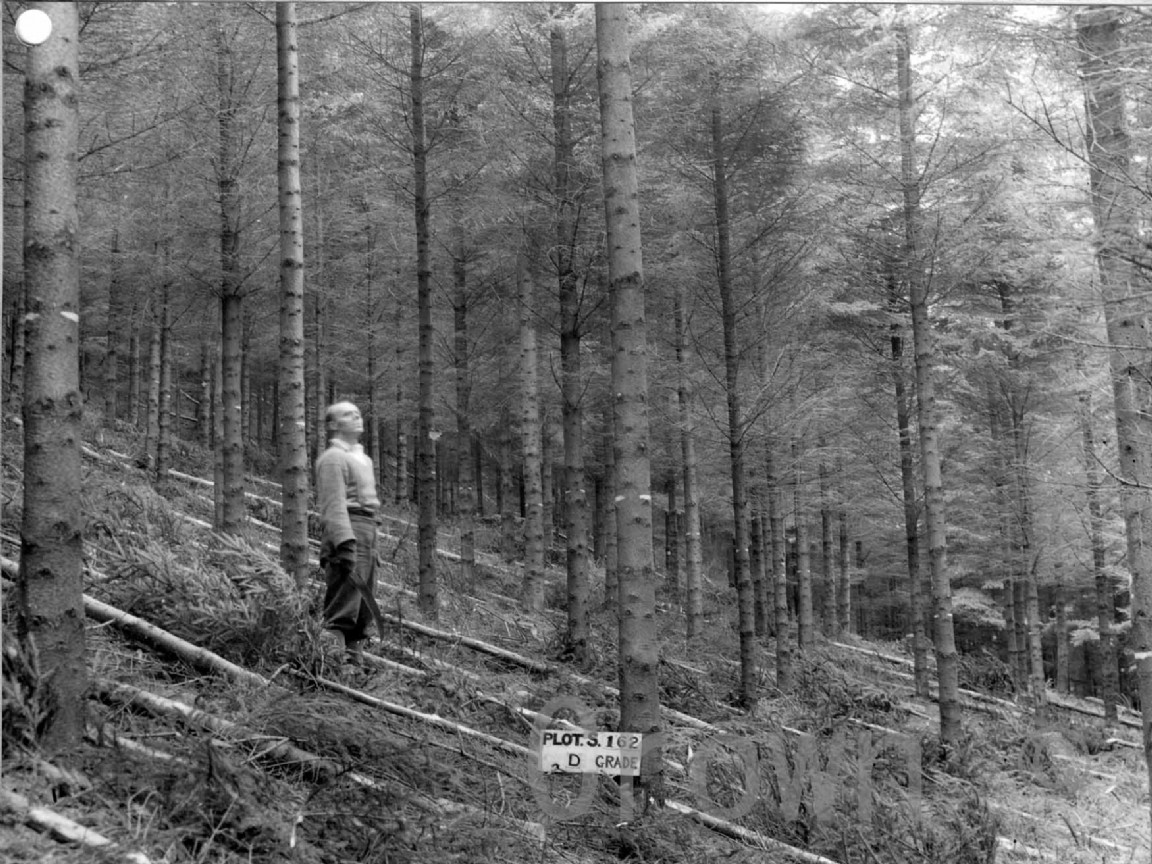 Bennan Forest &mdash; Sample Plot