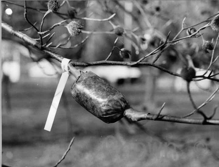 Air layering of Beech 