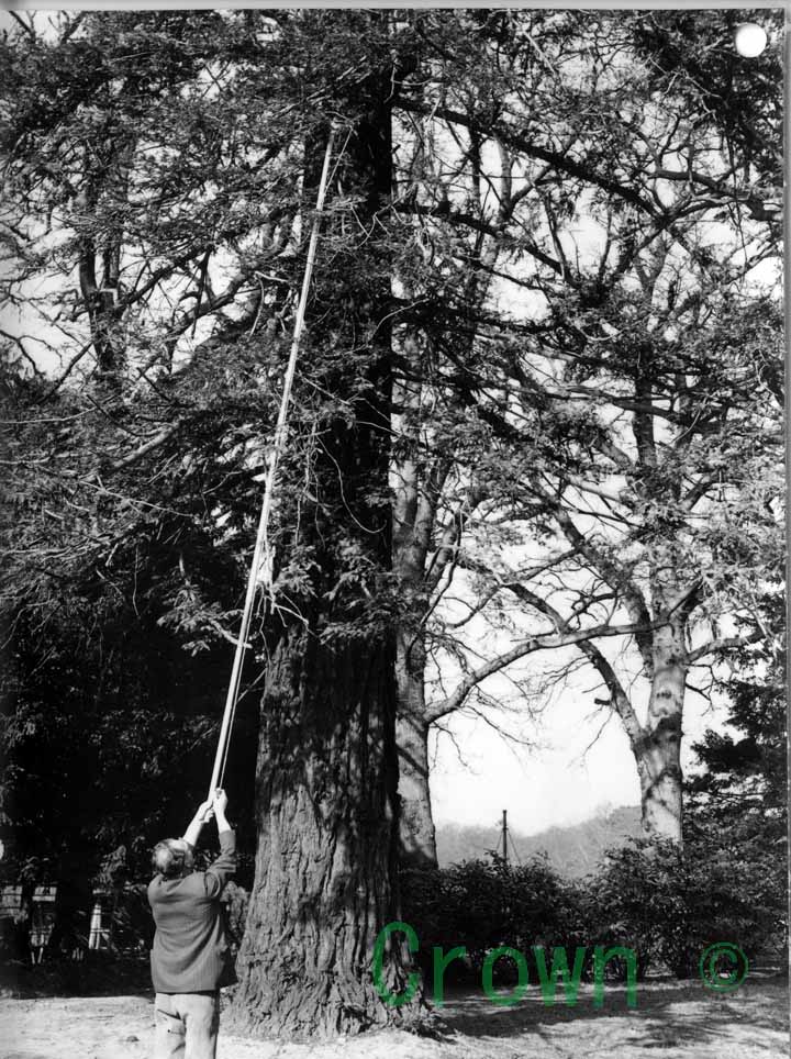 Collecting tree shoot material &mdash; Alice Holt