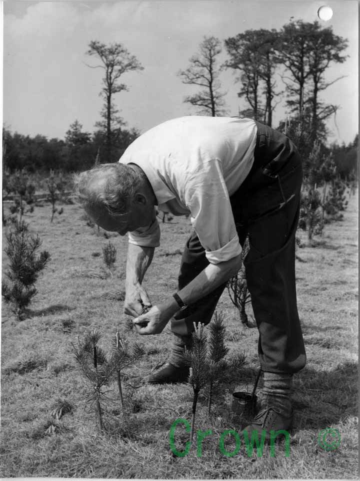 Grafting of Scots pine onto root stock