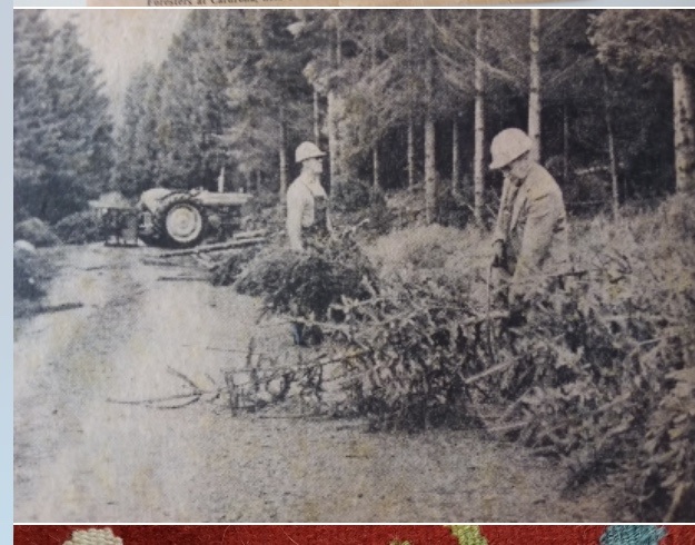 Cutting Christmas Trees Cardrona Forest