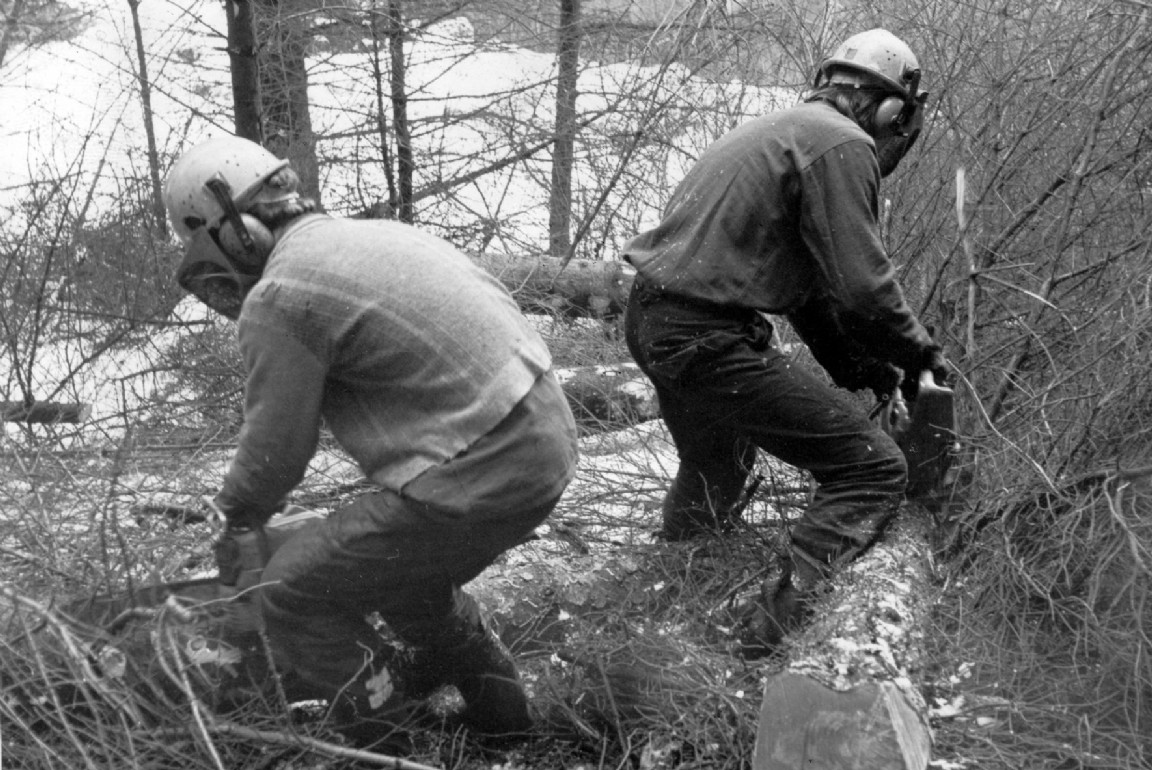 Clearing windblow in Glentress Forest about 1973