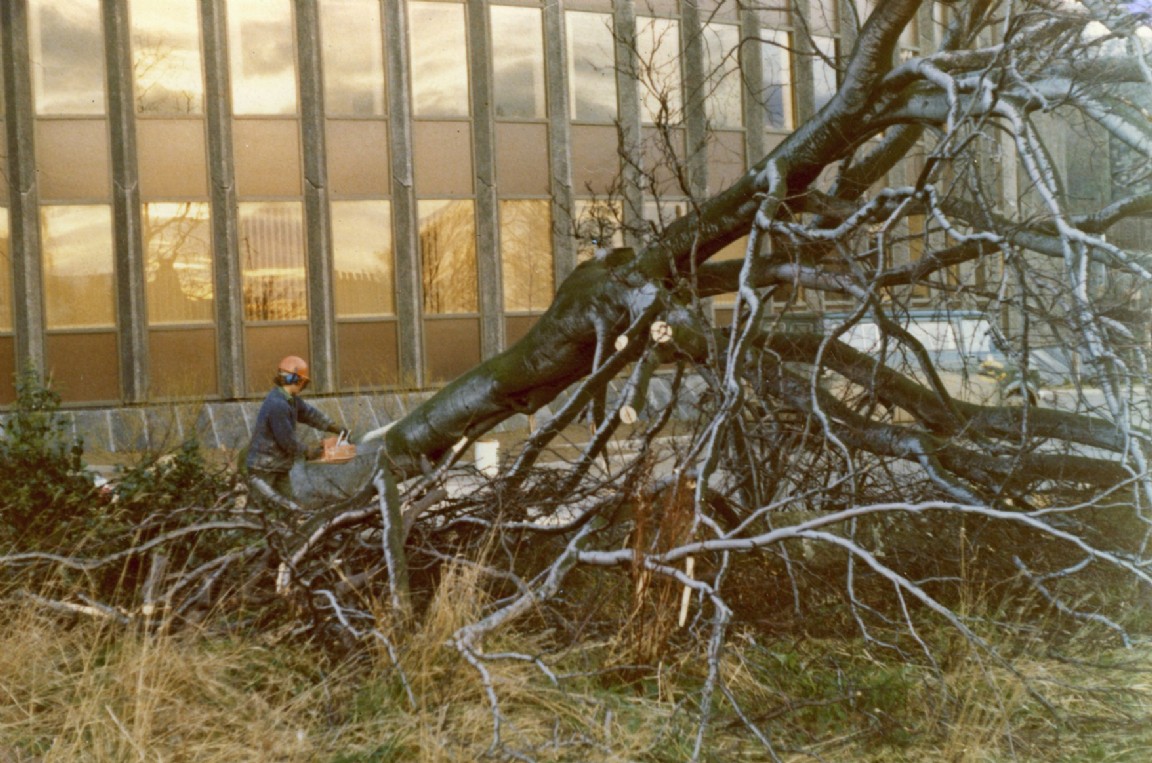 Tree Felling at Forestry HQ 