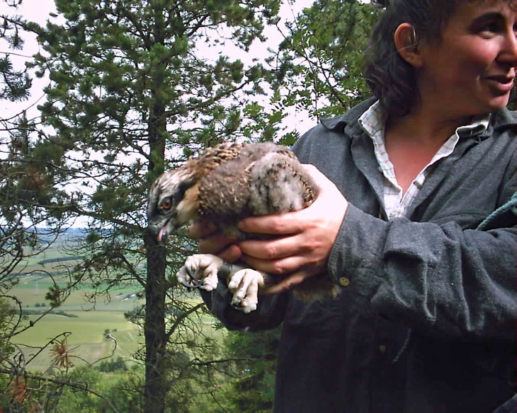 Forester Jenny Lynch with Osprey chick
