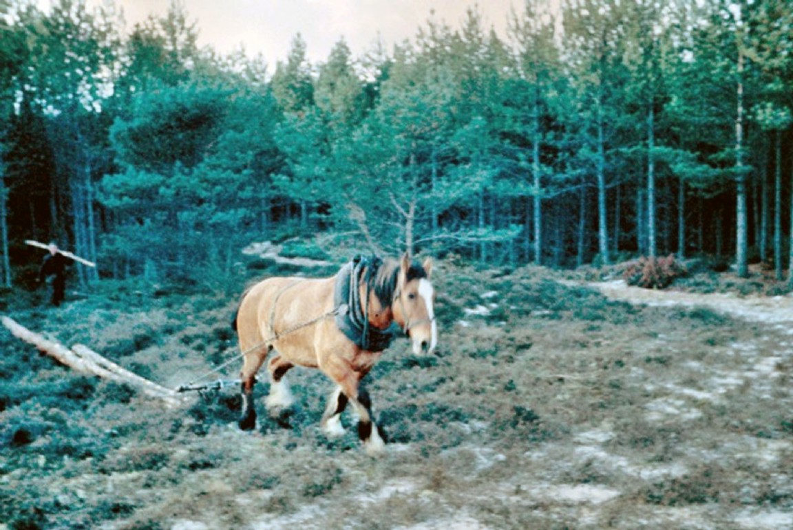 Timber extraction of first thinnings by horse - Rannoch Forest
