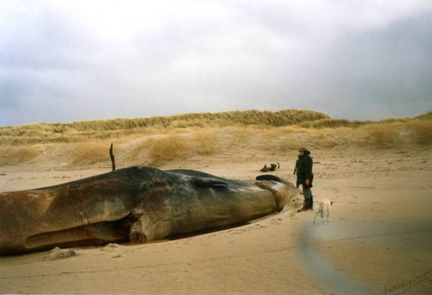 Whale on Culbin Forest beach