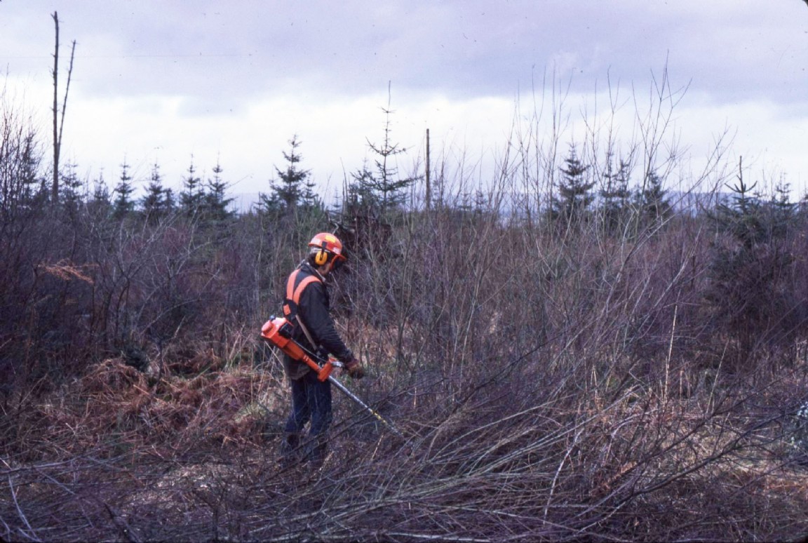 Clearing saw work at Findo Gask near Methven