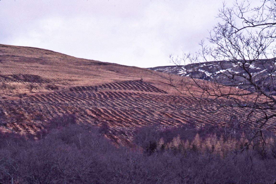 Economic Forestry Group site at Ledard near Abefoyle