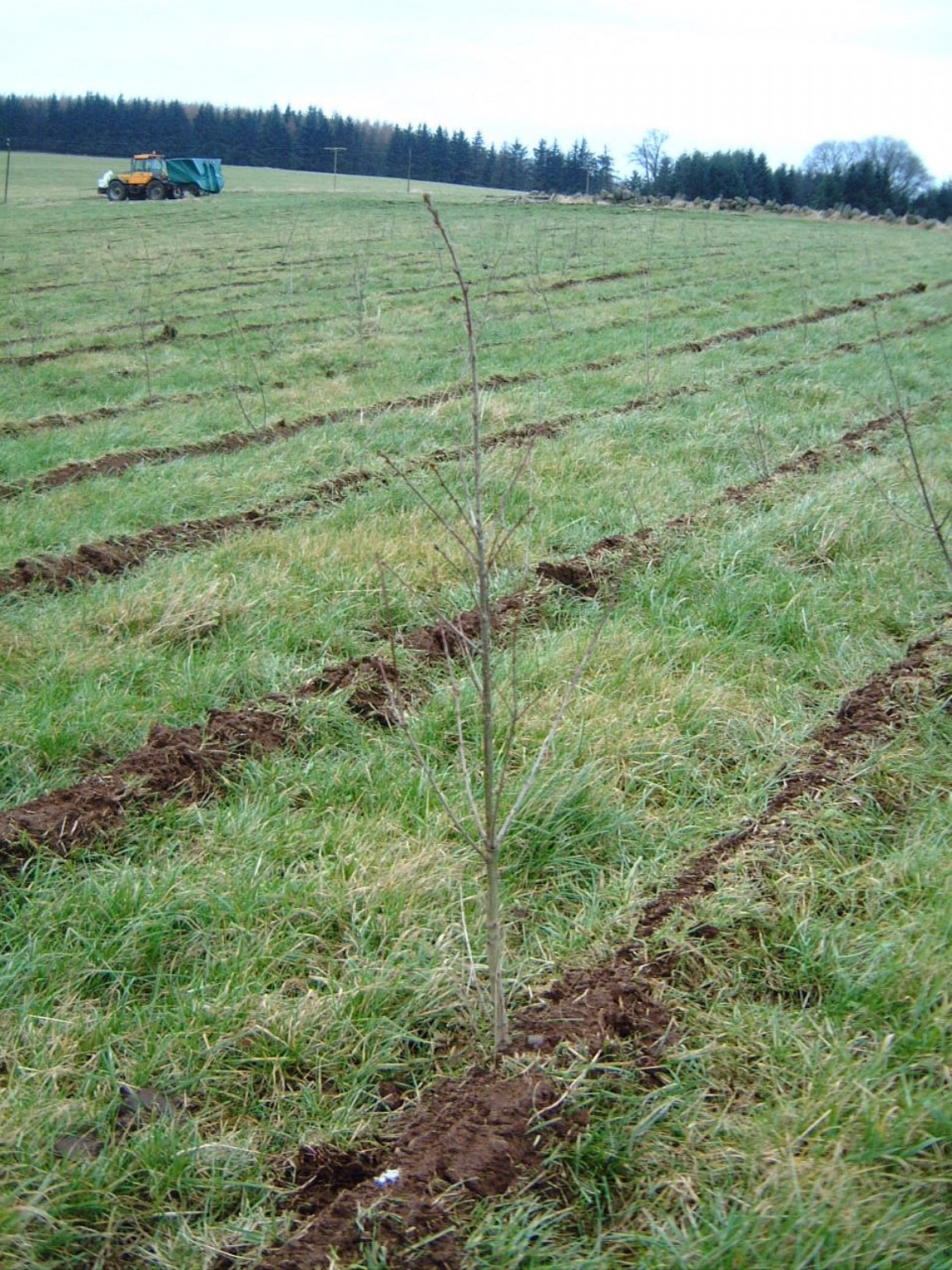 New Native Woodland at Merdrum � Darroch Woods project
