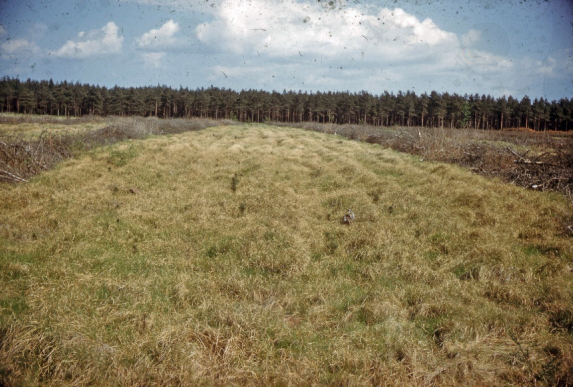Restocking on felled sand dunes