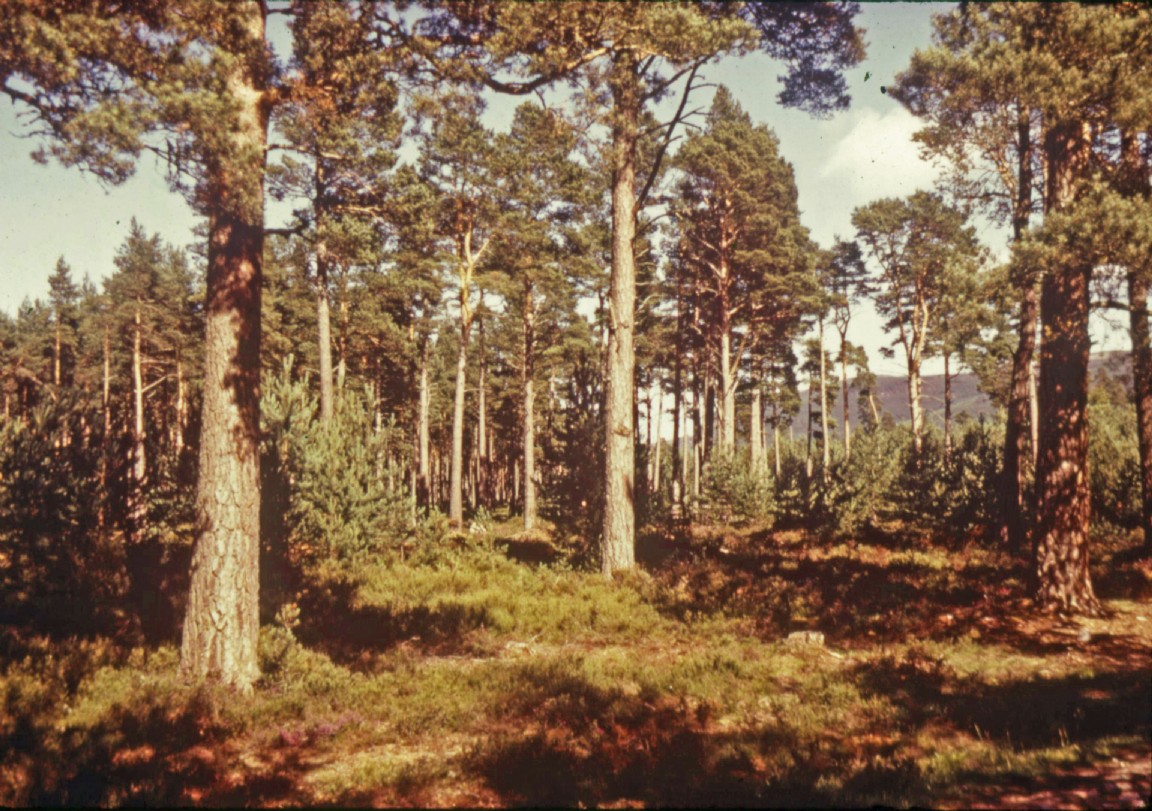 Natural regeneration under native pine � Rannoch Forest?