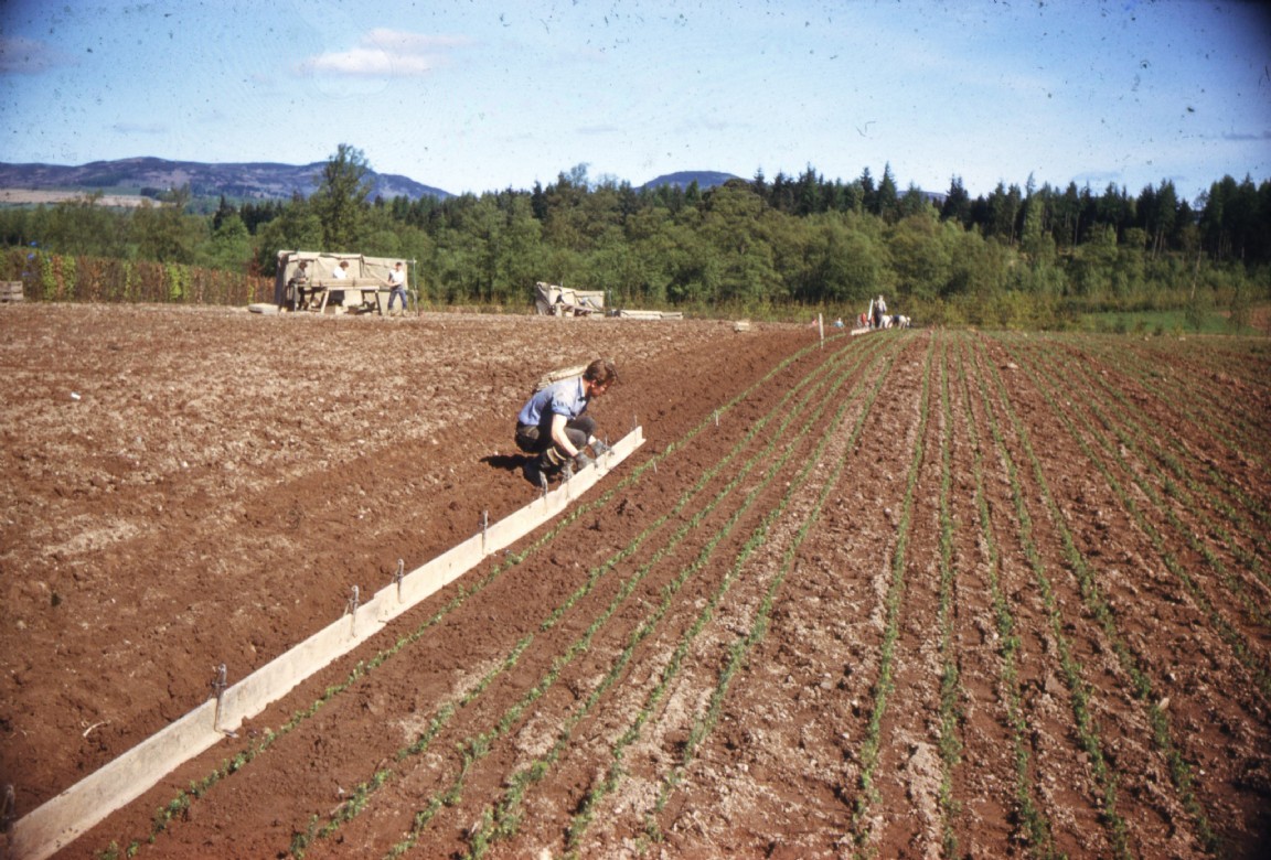 Lining out Sitka spruce with boards and Ledmore plough � image 3