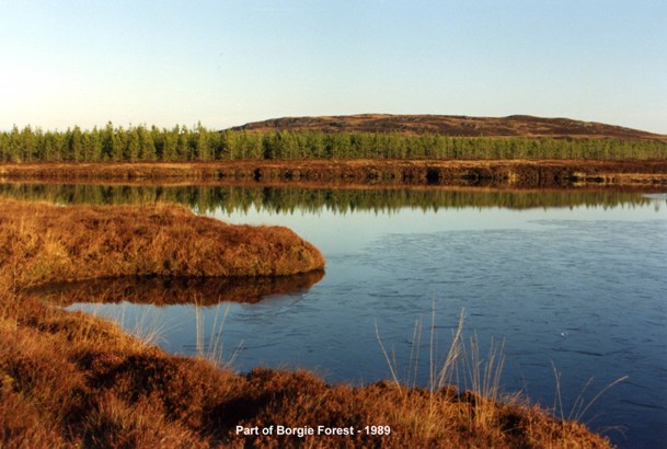 Forestry in Dornoch Forest District