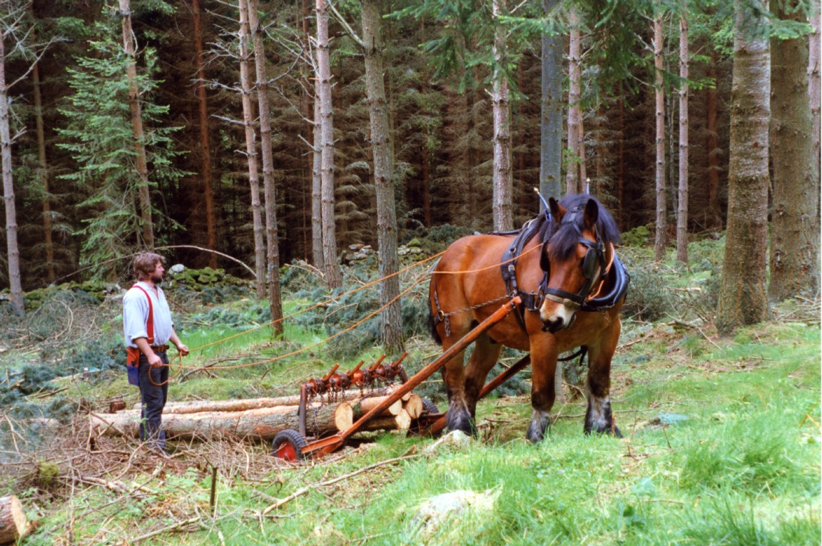 Scolty Woodland area � thinning operation