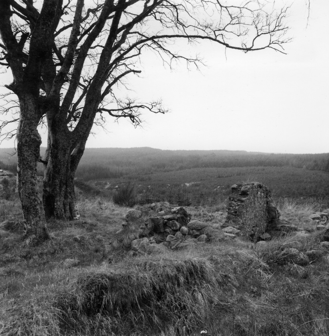 Lady Leys ruins - Fetteresso Forest