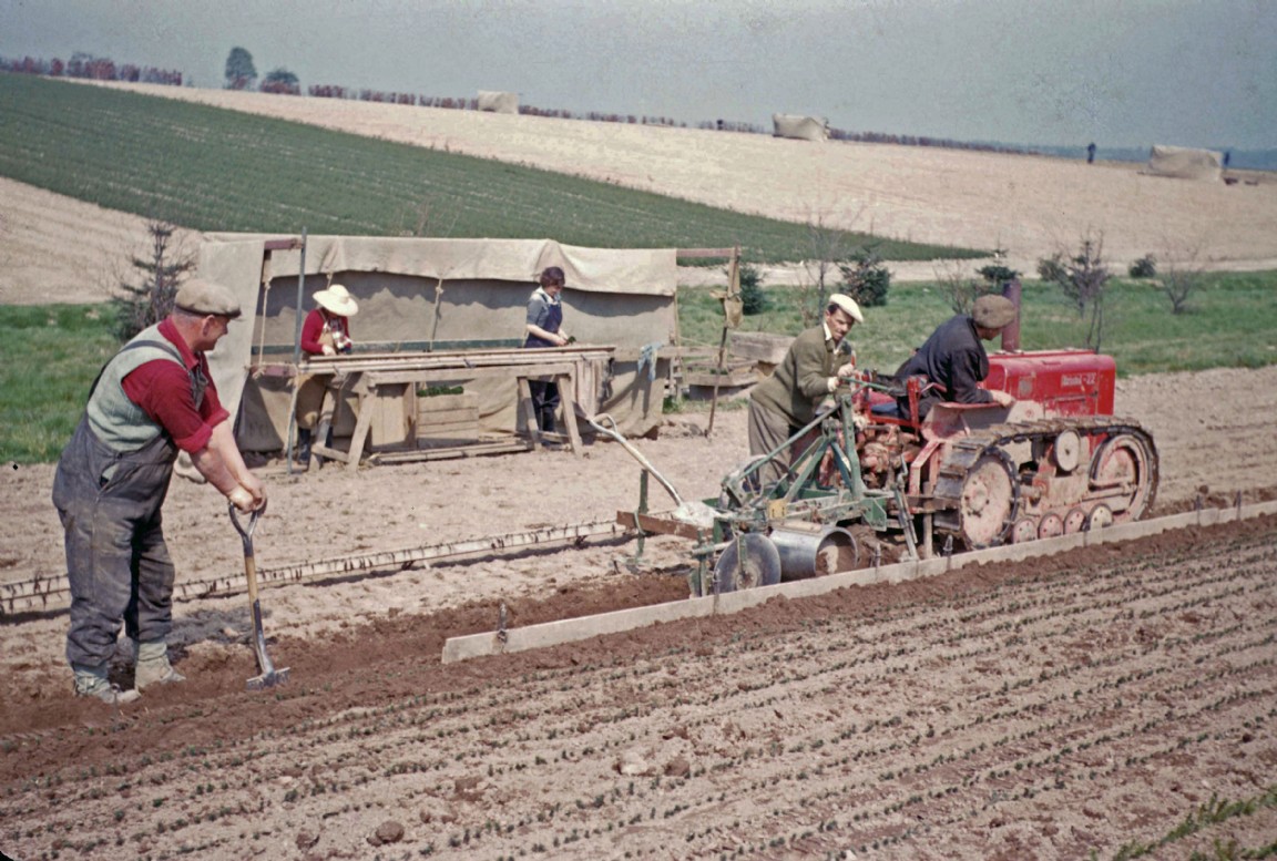 Lining out tree seedlings in Ledmore Nursery
