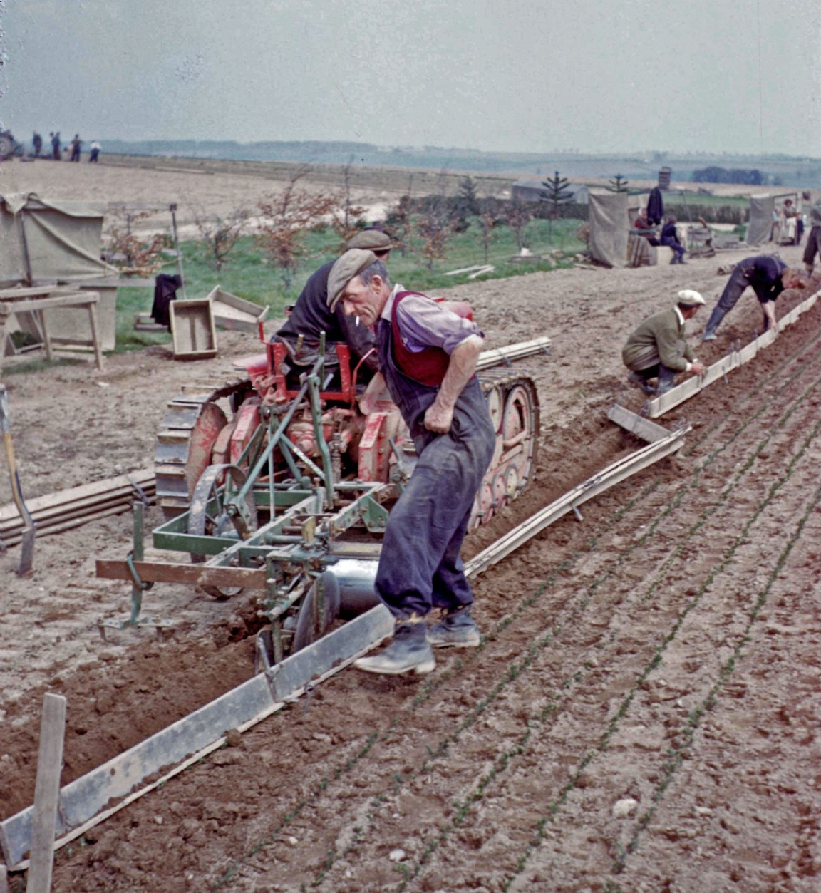 Lining out tree seedlings in Ledmore Nursery � sorting a problem