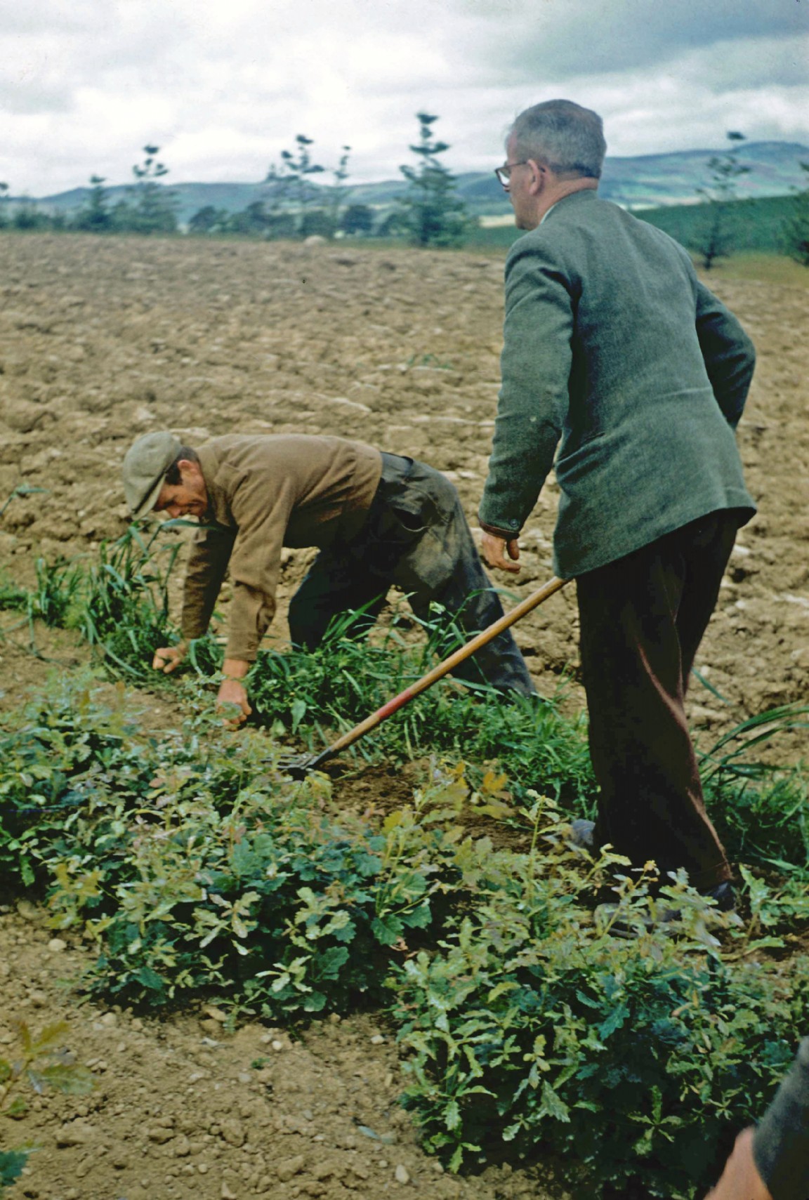 Weeding in Ledmore Forest Nursery
