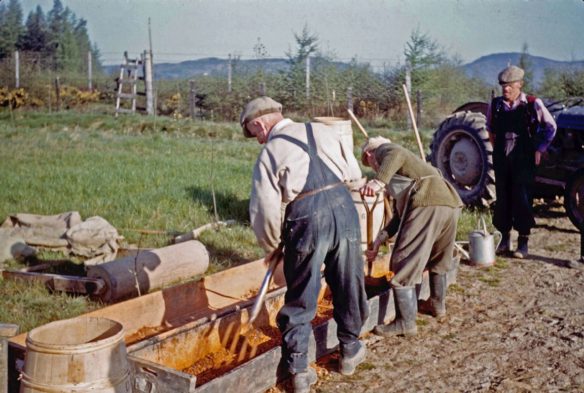 Preparing oak seed (acorns) for sowing