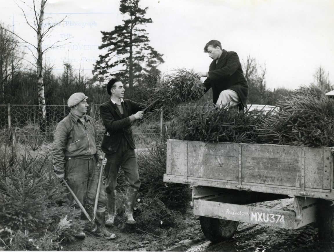 Cutting  Christmas trees at Ledmore Forest Nursery