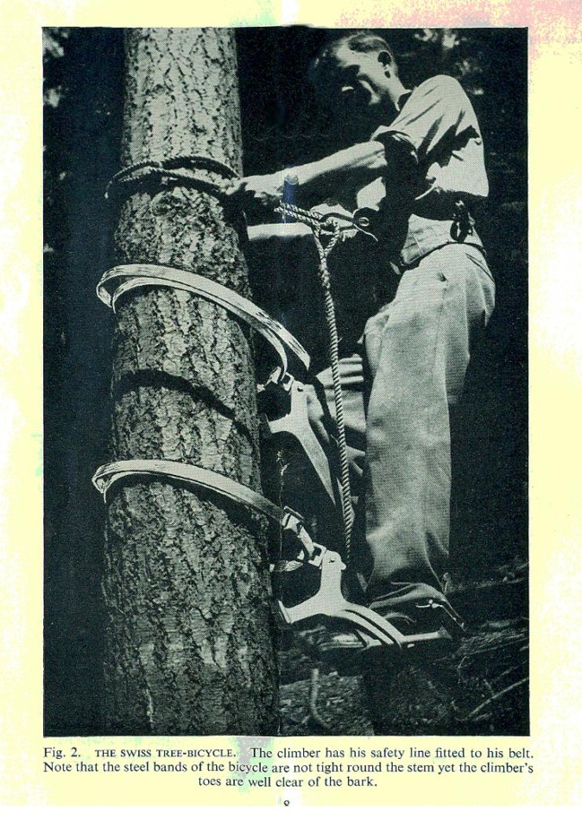 Cone gathering: The tree bicycle