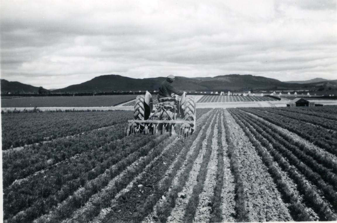 Machine hoeing soil between transplant lines at Ledmore
