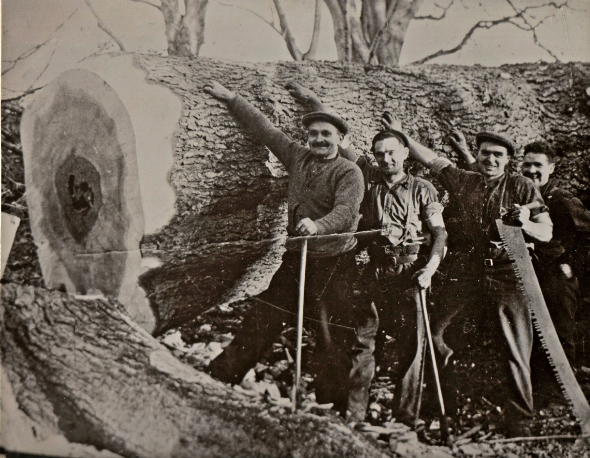 Silver fir felled at Gallow Hill - nr Kemnay
