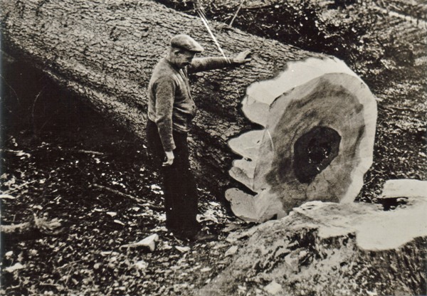 Silver fir felled at Gallow Hill - nr Kemnay