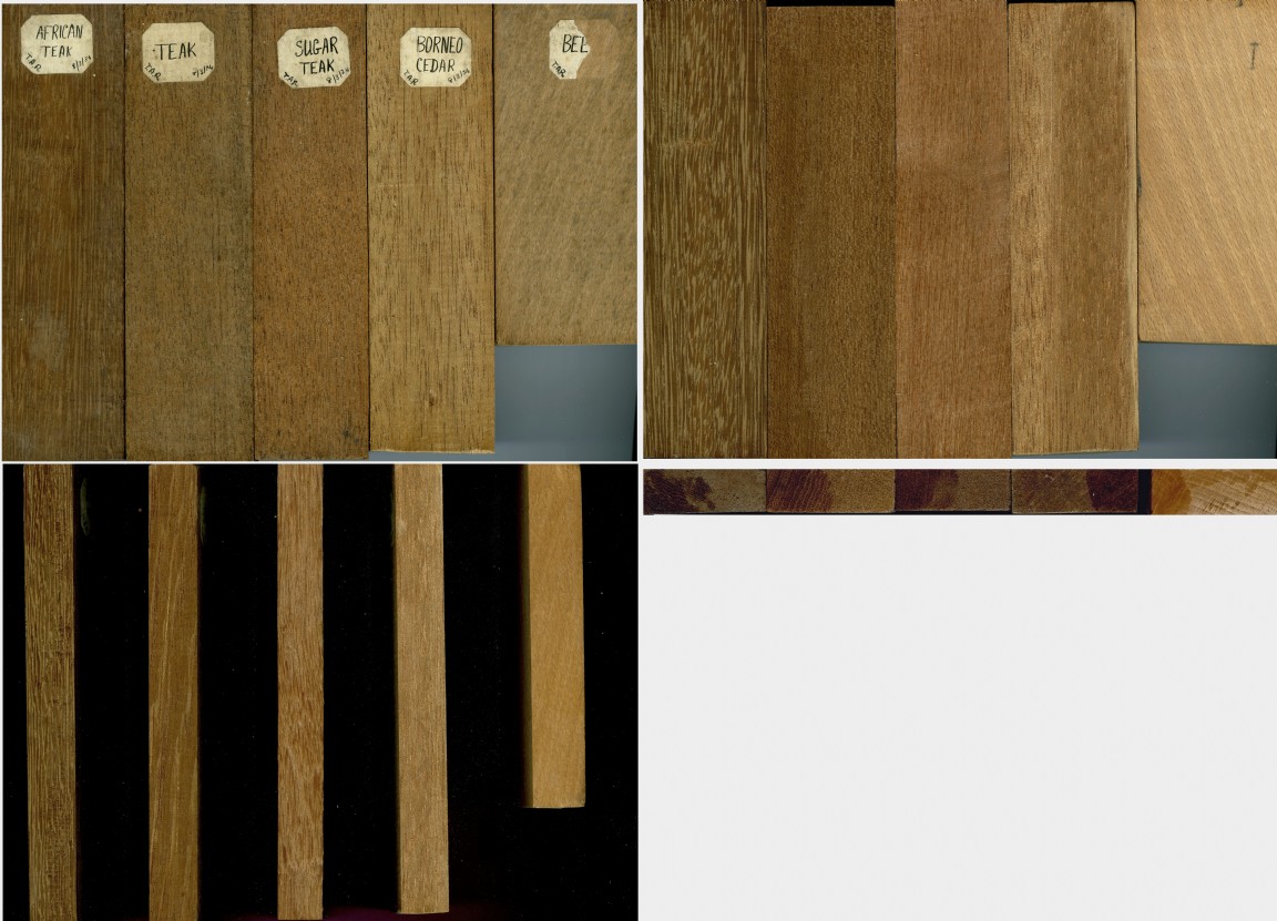 Collection of timber samples by Tom Robbie 1934