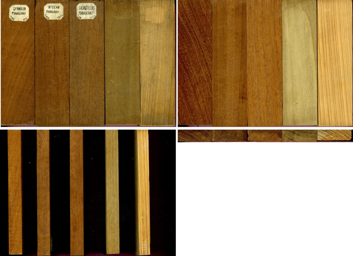 Collection of timber samples by Tom Robbie 1934