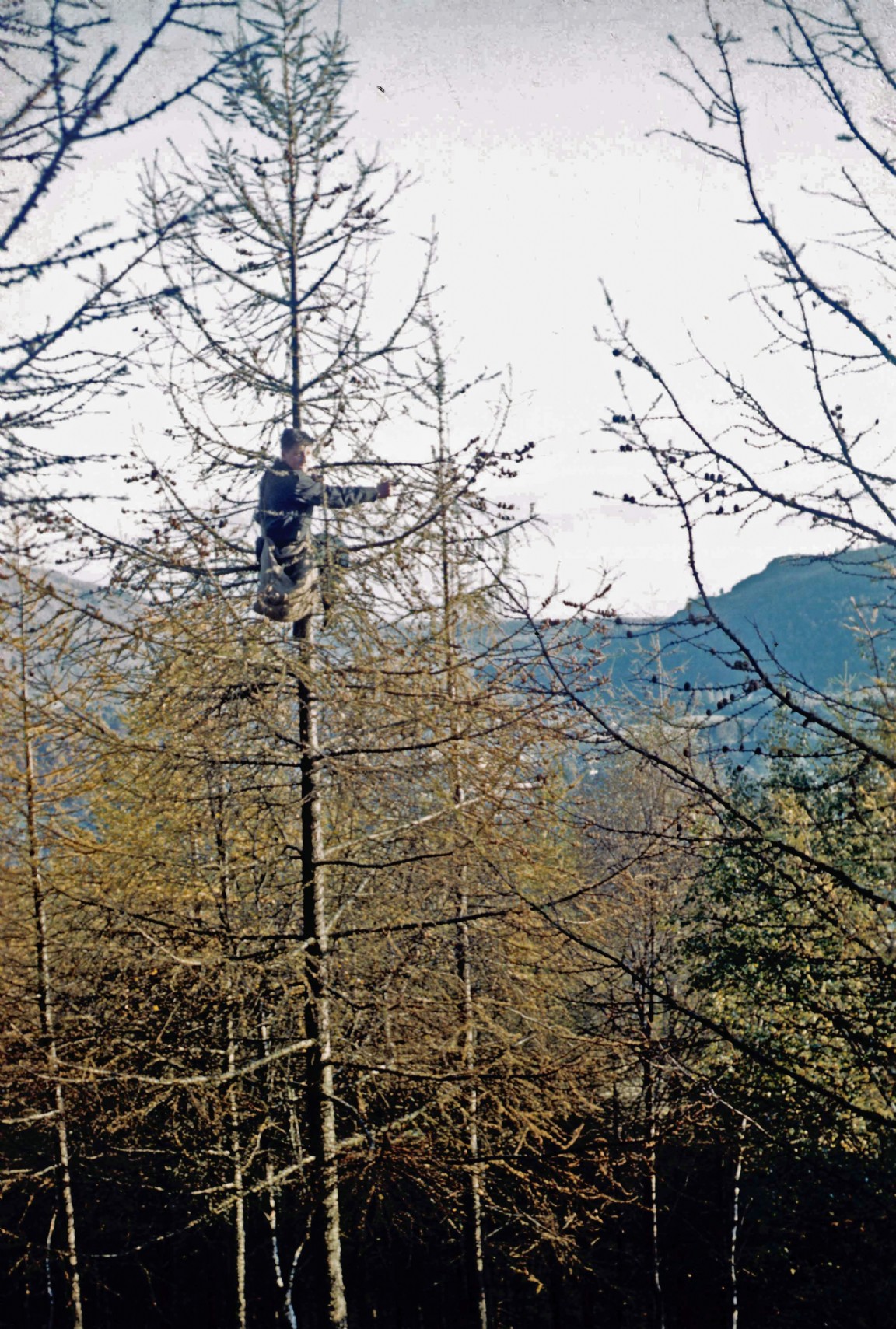 Larch cone collecting possibly in Strathord Forest or nearby