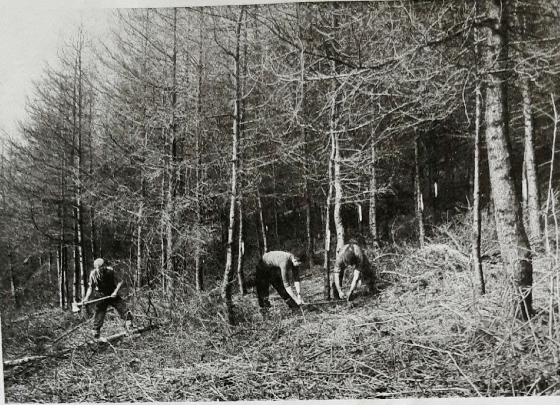 Thinning larch in Strathyre  Forest