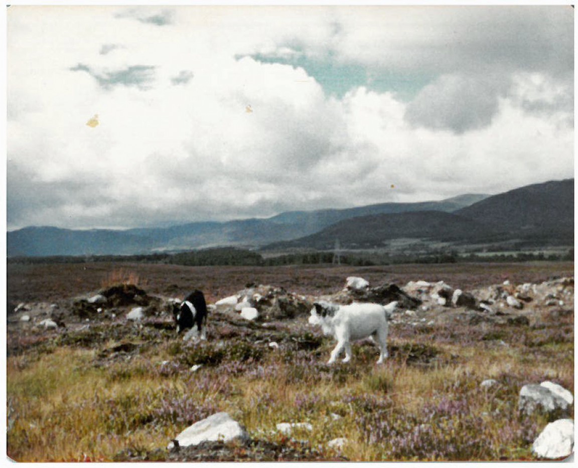 View of parts of Inshriach Forest