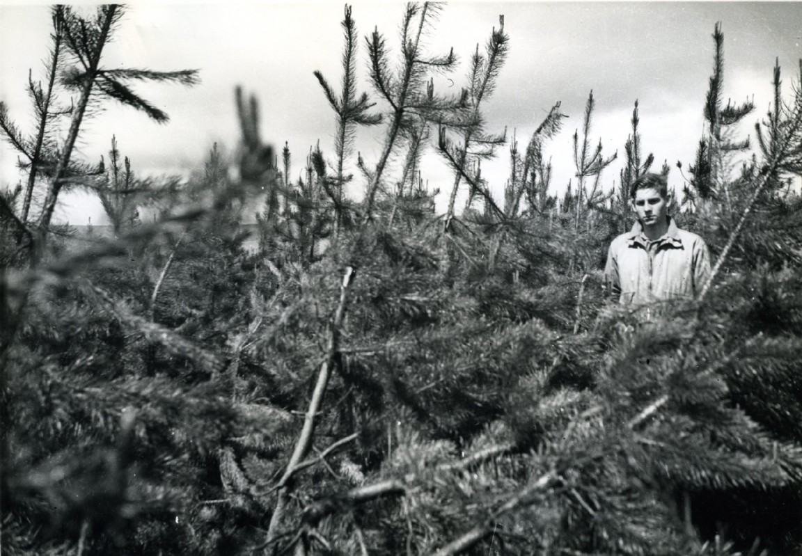 Snow Damage in Lodgepole pine � Location unknown