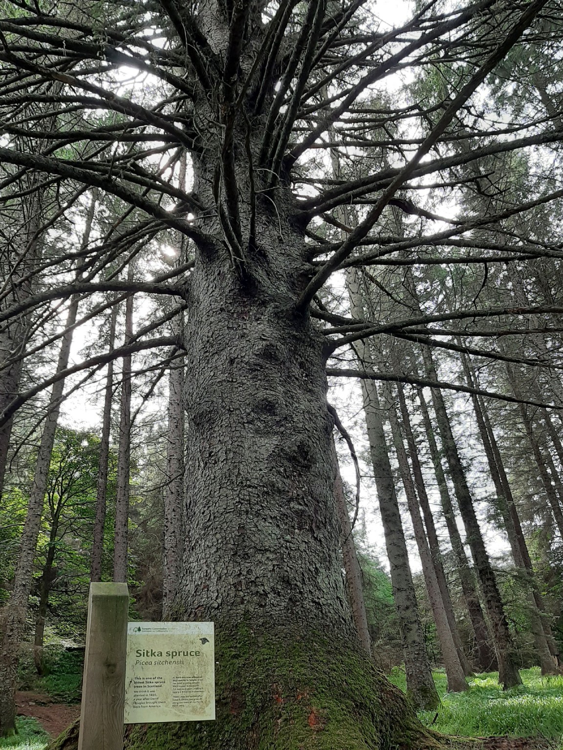 The Gammell Spruce in Drumtochty Glen in 2023