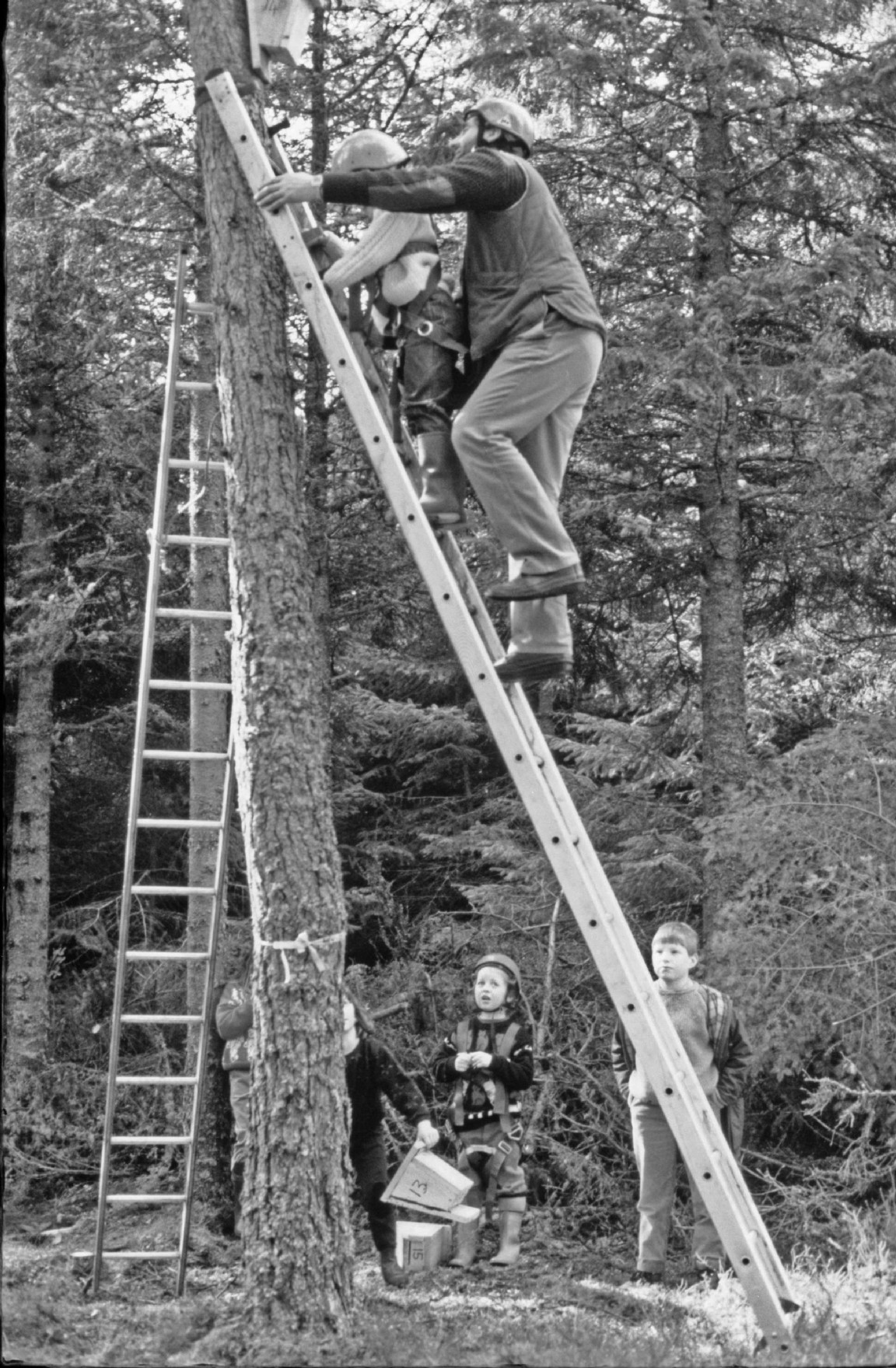 Erecting bat boxes in Ardross Forest circa 1985