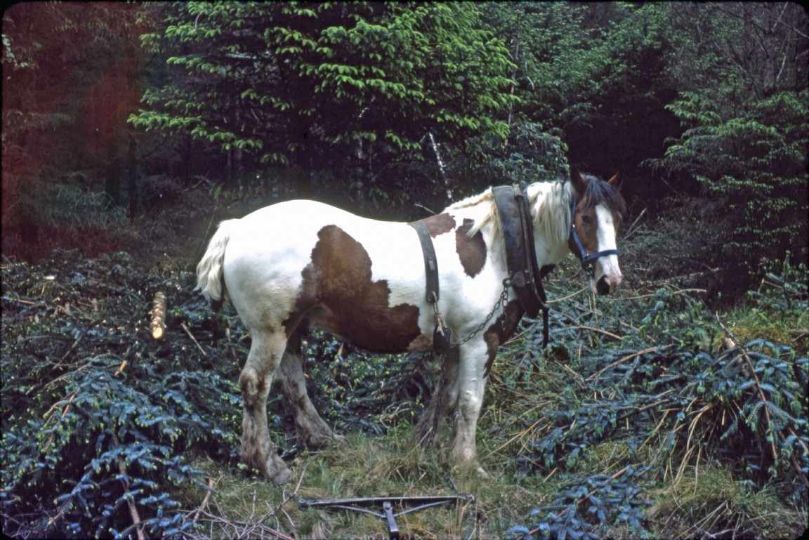 Horse at Lael Forest waiting to pull out next drag load of timber