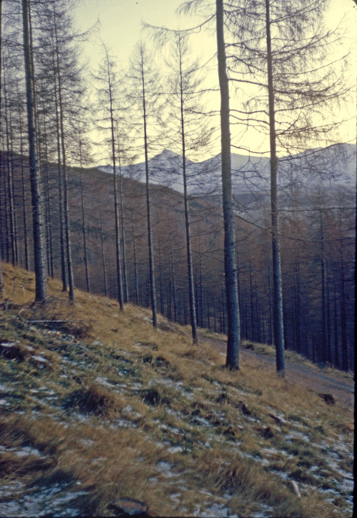Well grown and thinned larch stand in Lael Forest