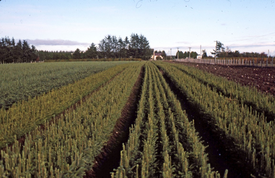 Spruce transplants in a Black Isle Nursery in 1981