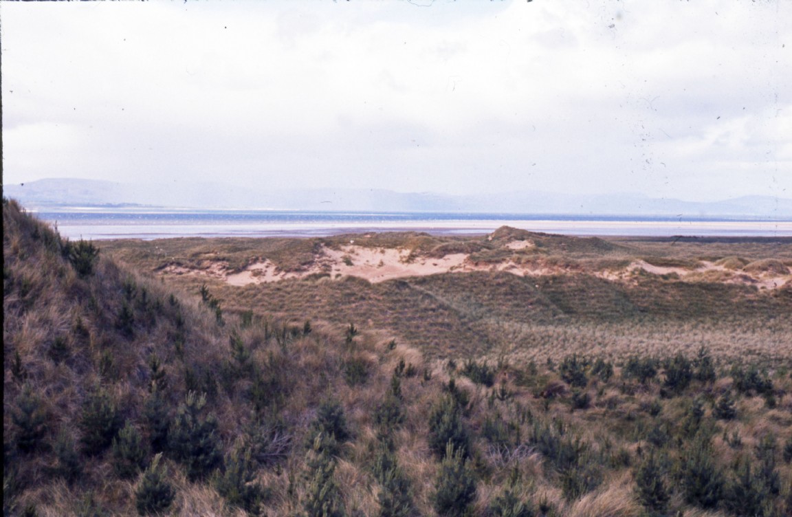 Morish Mor, Tain - Sand dunes thatched and planted