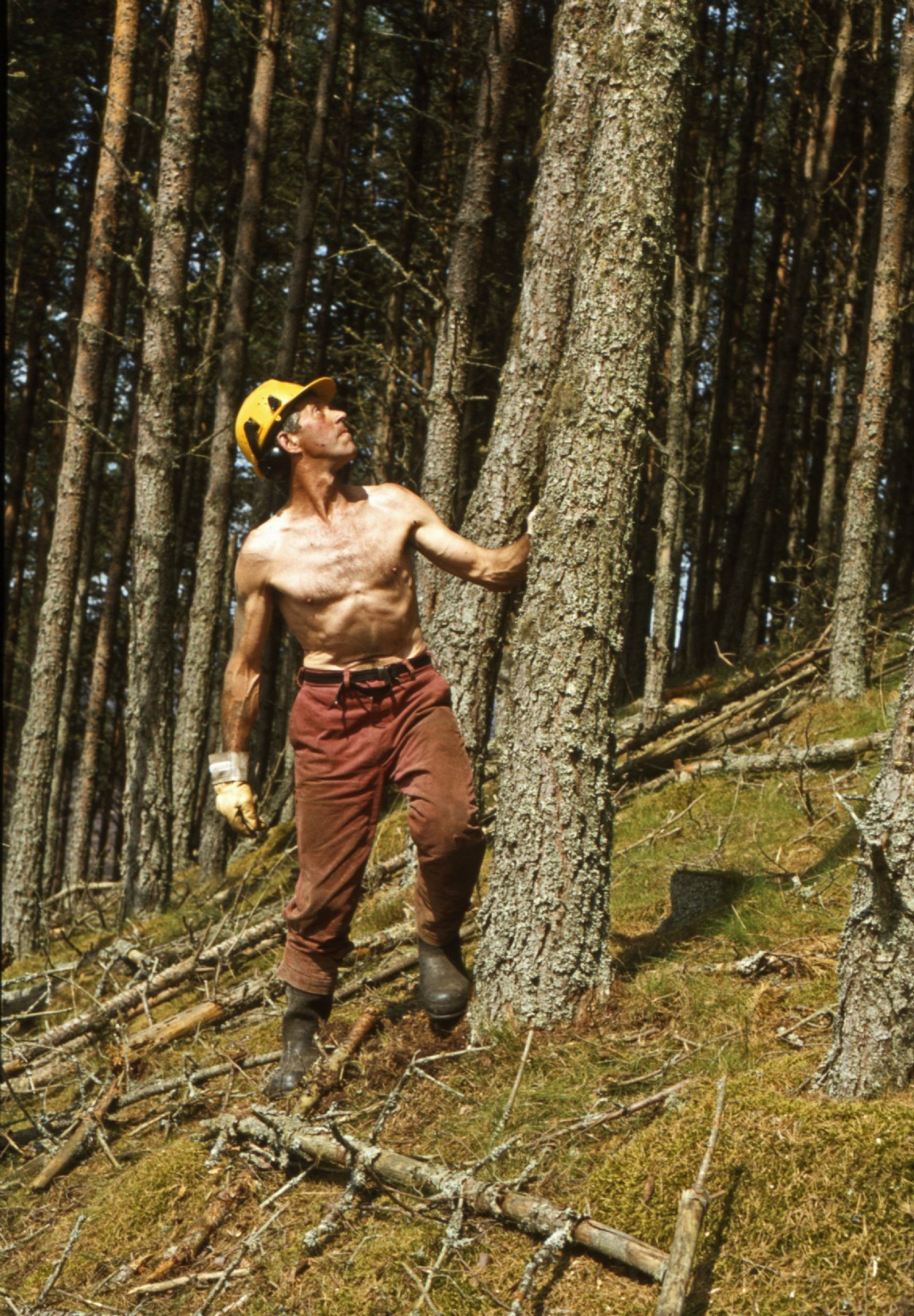 Dynamic shot of man felling in Ardross Forest circa late 1970s