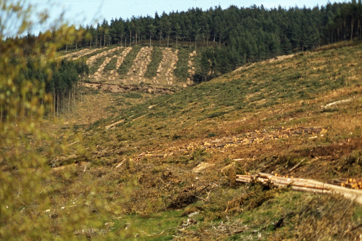 Timber felling above the Struie public road at Ardross Forest � circa 1978