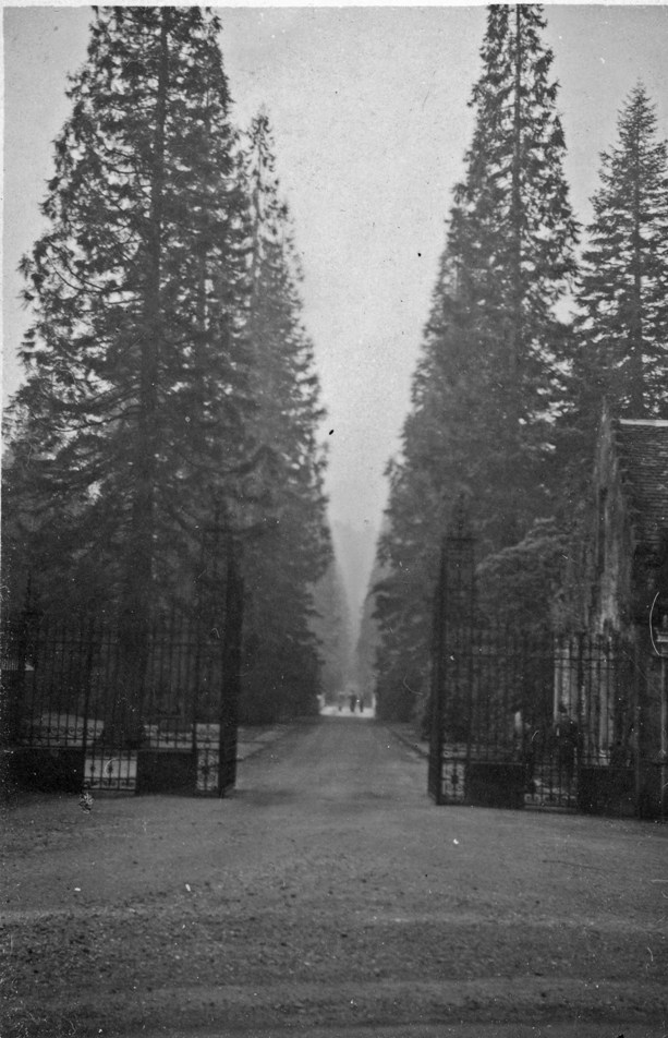 Benmore Sequoia Avenue 1950