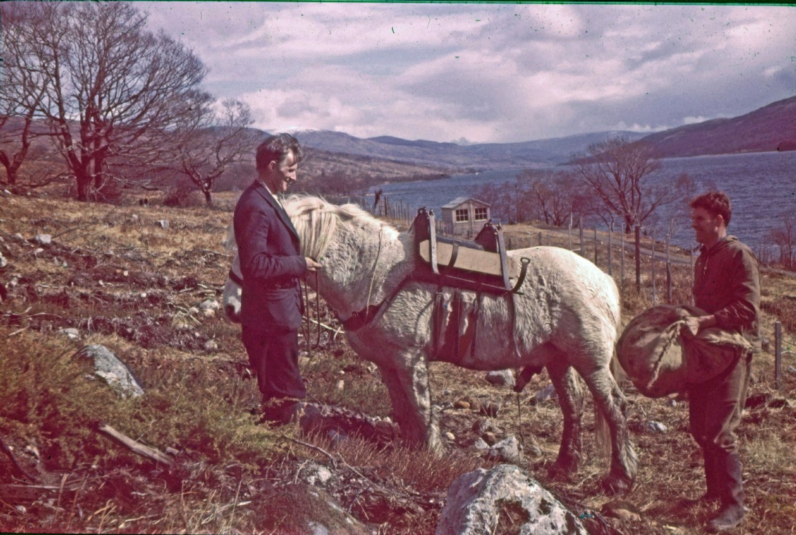 Transport plants to hill via pony at Loch Arkaig 