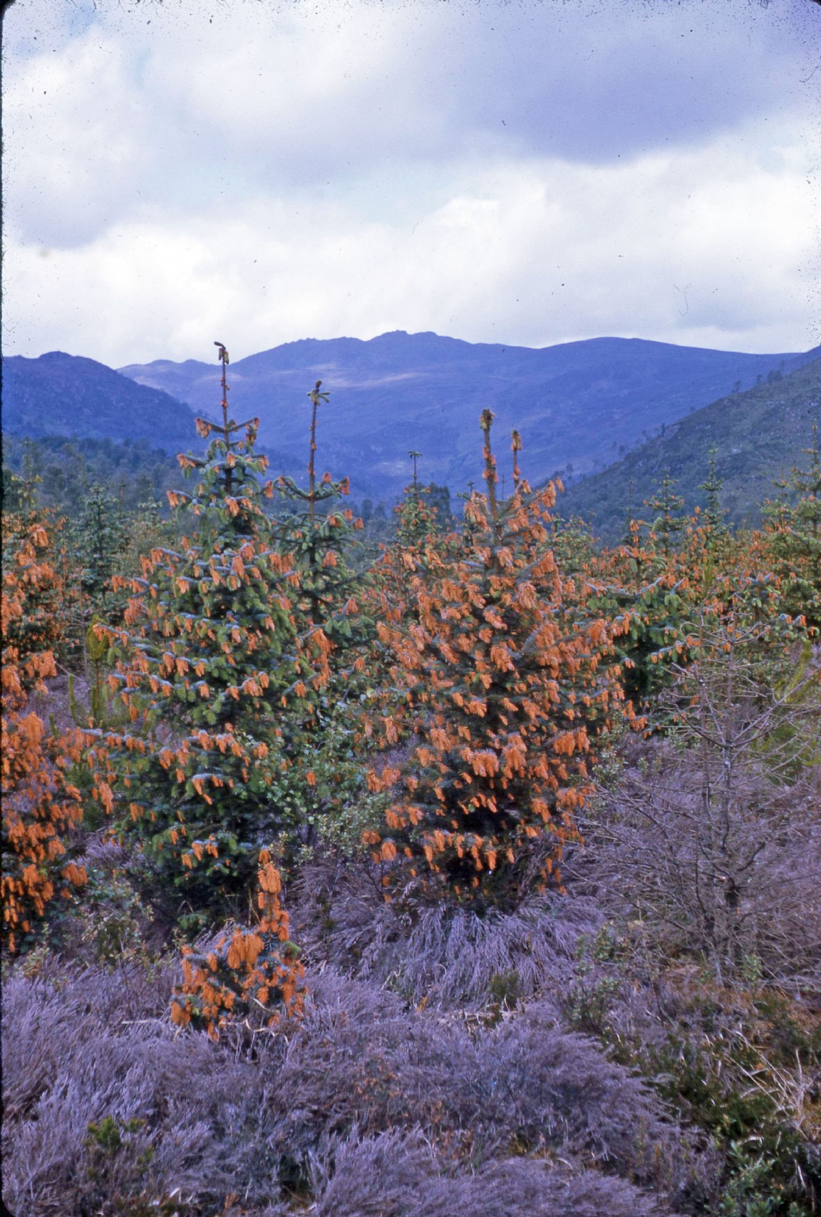 Frost damage on Sitka spruce in Affric Forest - 1964