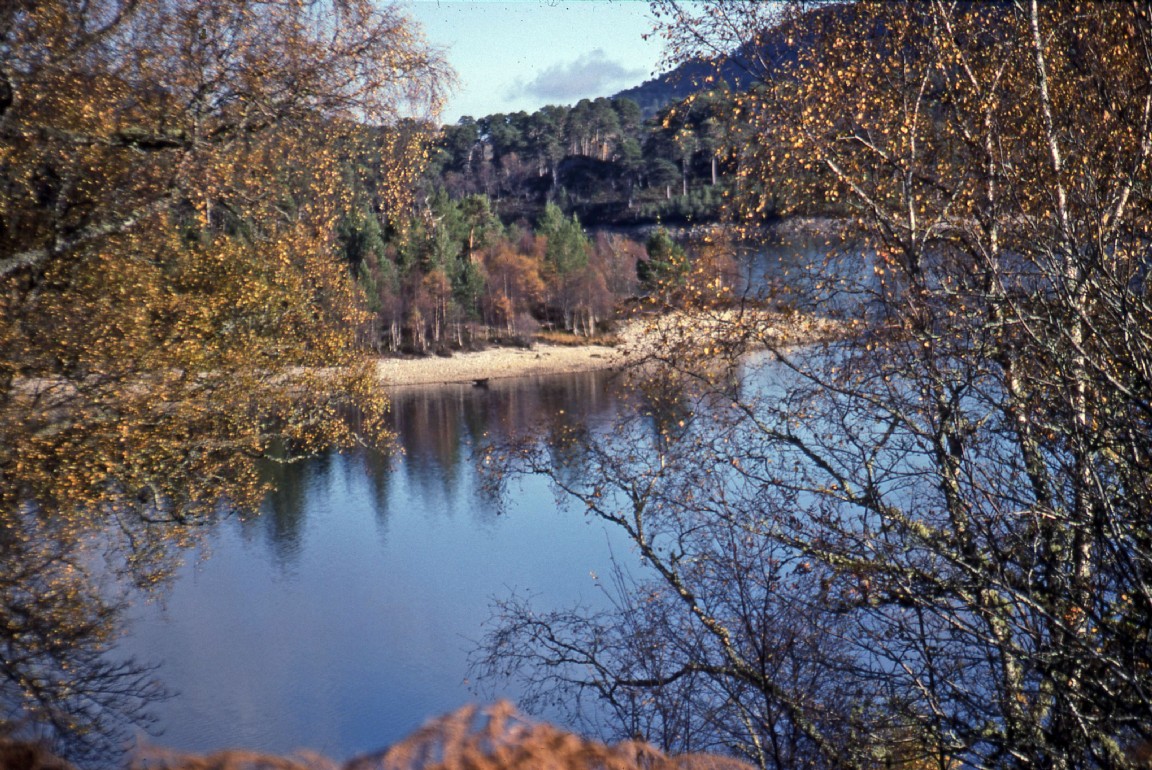 Good natural regeneration on Affric Islands (in Loch Beinn a� Mheadhoin)