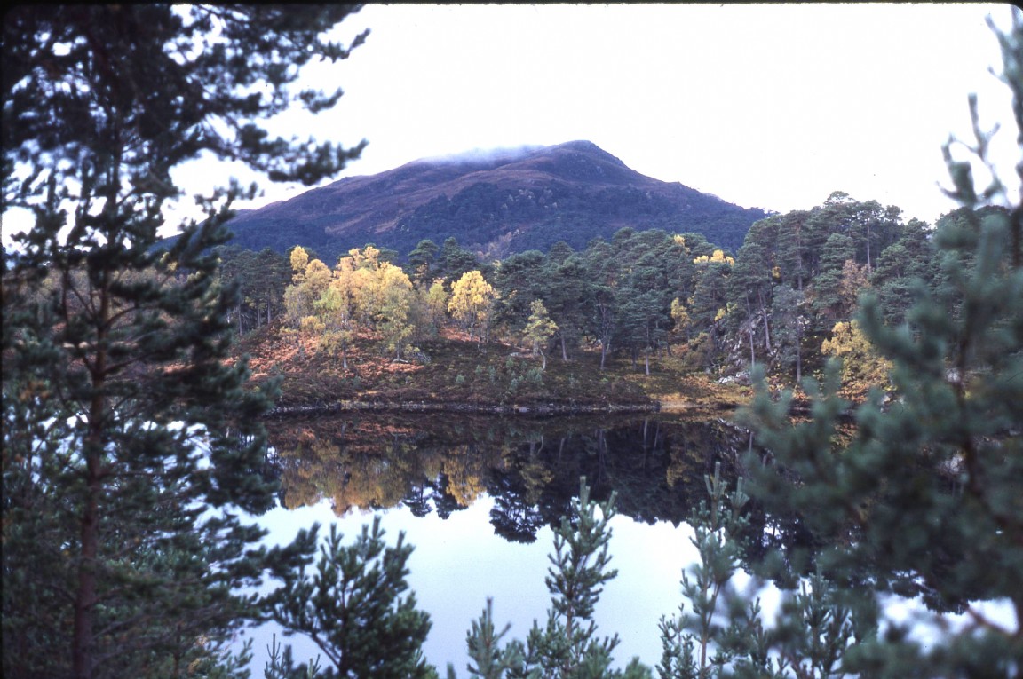 Autumn colours in Glen Affric