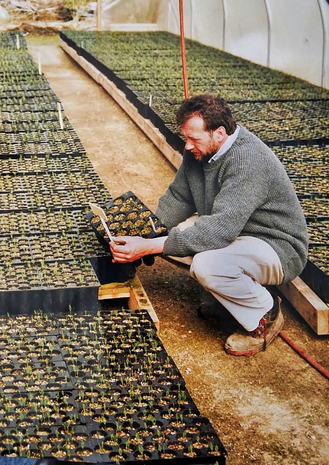 Tree Nursery at Marybank � outskirts of Stornoway 